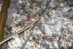 IMG_1614, Feces, Urine, Matting, Bird Feather.JPG